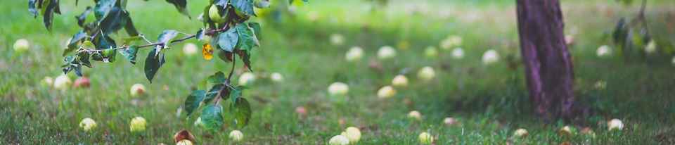 apple tree 6035 Escolas