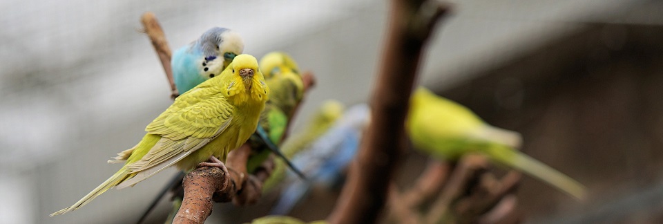 parakeet 4896624 1920